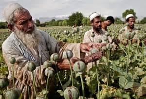 Opium Poppy Farmers Afghanistan